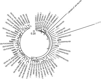 Metagenomic Mining for Esterases in the Microbial Community of Los Rueldos Acid Mine Drainage Formation